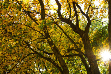 Trees with yellowed foliage in the rays of a bright sun