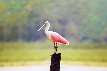 Platalea ajaja bird known as Colhereiro. Bird with white and pink feathers and a beak like a spoon on a tree stump and blurred background. Bird of Pantanal, Brazil.