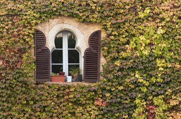 Fototapeta na wymiar flowered window