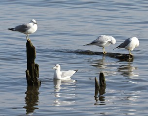 Winter Seagulls
