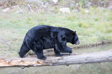 Bear in Oméga Park in Montelbello