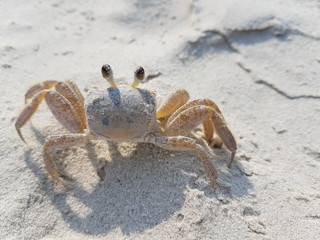The crab