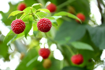  close-up of ripe raspberry in the garden
