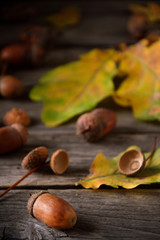 autumn still life in sunlight on a wooden background, acorns, oak fruits, oak leaves on wooden background