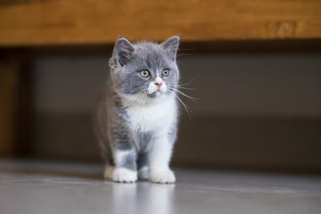 Gray British shorthair cats, indoors
