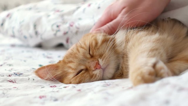 Cute ginger cat lying in bed. Men strokes fluffy pet, it purrs.