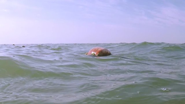 Sea buoy. Sea buoy in algae.