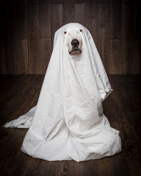 dog sit as a ghost for halloween
