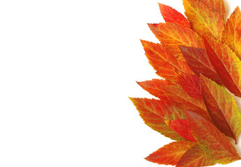 border of bright colorful autumn leaves, white background