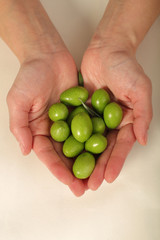 Harvested fresh olives in the hands of young woman