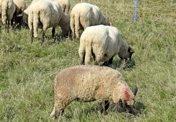 sheep on a pasture feeding on grass, early Autumn  