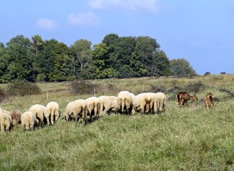 Obraz premium sheep on a pasture feeding on grass, early Autumn 
