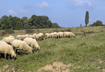 Fototapeta premium sheep on a pasture feeding on grass, early Autumn 