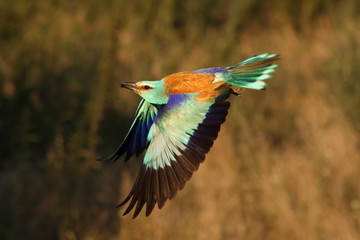 The European roller (Coracias garrulus) flying with some beetle in the beak with open wings