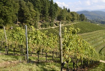 Fototapeta na wymiar view across Vineyards on a slope near Durbach Ortenau, Baden Germany 