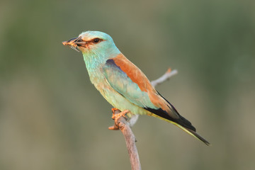The European roller (Coracias garrulus) is sitting on the branch with grasshopper in the beak in last evening light