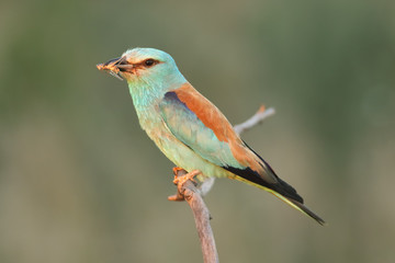 Obraz premium The European roller (Coracias garrulus) is sitting on the branch with grasshopper in the beak in last evening light
