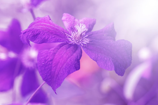 Clematis violet in the sunlight. Artistic image of a flower with tinting, selective focus