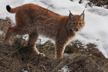 The Eurasian lynx (Lynx lynx) or carpathian lynx walking in the beginning of spring with dry grass...