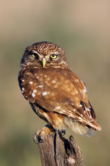 The little owl (Athene noctua) sitting on old branch with green and yellow background in the evening