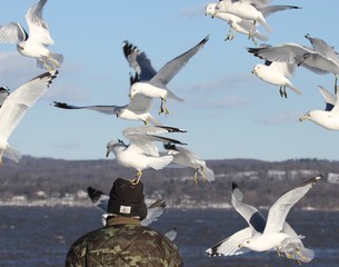 Seagull Feeding