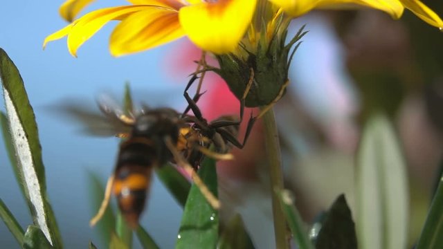 Nature funny squabble wasp hornets