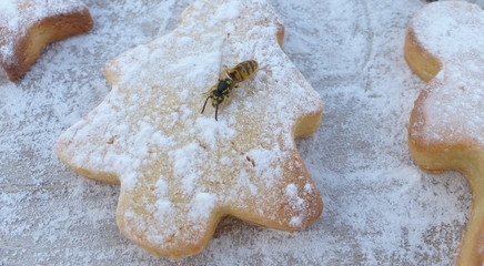 guêpe posée sur un biscuit sucré