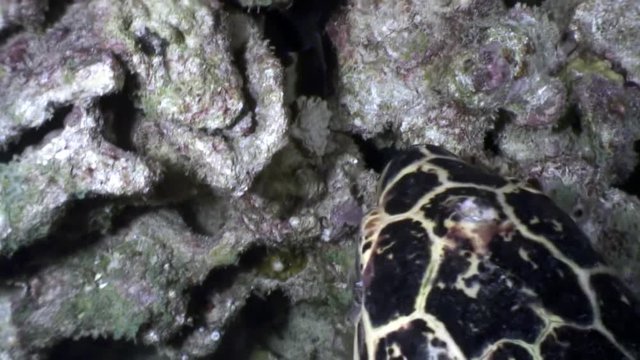 Sea turtle on clean clear underwater seabed eats coral in Maldives. Beautiful marine background. Swimming in world of colorful wildlife of reefs. Abyssal relax diving. Unique video closeup footage.