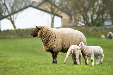 A sheep with it's newborn lamb in a green field on farmland , England, UK.