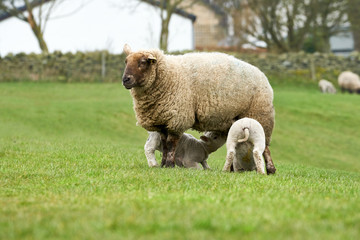 A sheep with it's newborn lamb in a green field on farmland , England, UK.