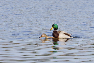 Stockenten bei der Paarung