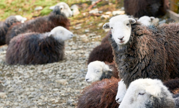A flock of Herdwick Sheep lying down on the rocky mountain ground in the English Lake District.