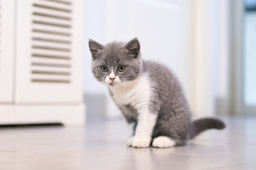 Gray British shorthair cats, indoors