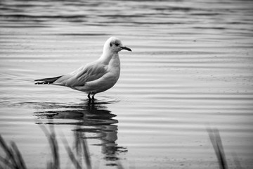 Seagull standing in calm still water