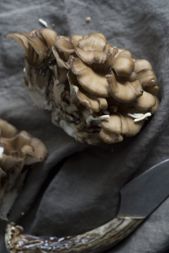 Maitake mushroom