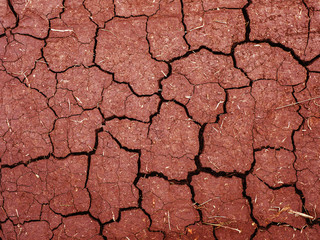 Earth cracked background. With straws of straw.