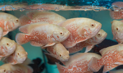 Fische in einem Aquarium Makro