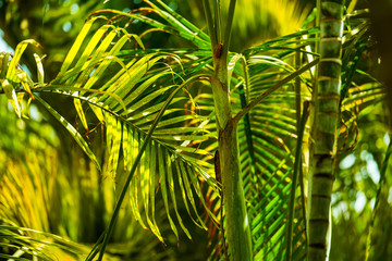 Fototapeta na wymiar tropical palm leaves background