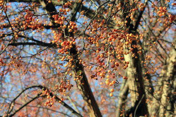 autumn berries