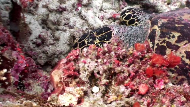 Sea turtle on clean clear underwater seabed eats coral in Maldives. Beautiful marine background. Swimming in world of colorful wildlife of reefs. Abyssal relax diving. Unique video closeup footage.