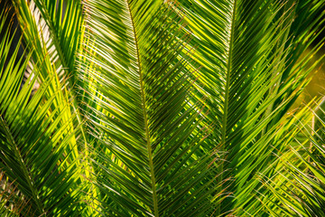 Fototapeta na wymiar tropical palm leaves background with lush foliage