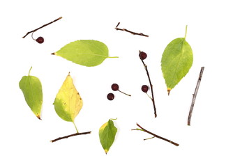 Dry yellow and green with twigs leaves isolated on white background