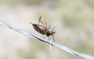 Longhorn Bettle (Prionus emarginatus) Impaled on Barbed Wire by a Loggerhead Shrike in Rural Eastern Colorado