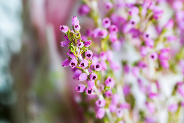Pink and purple little flowers