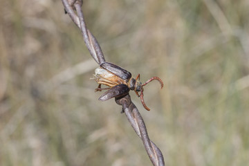 Longhorn Bettle (Prionus emarginatus) Impaled on Barbed Wire by a Loggerhead Shrike in Rural Eastern Colorado