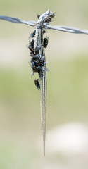 Many-lined Skink (Plestiodon multivirgatus) Covered with Flies Impaled in Barbed Wire by a Loggerhead Shrike in Riural Eastern Colorado