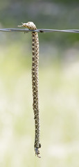 Bull Snake (Pituophis catenifer sayi) Impaled on Barbed Wire by a Loggerhead Shrike in Riral Eastern Colorado