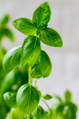 Close-up of basil plant with green leaves over light background