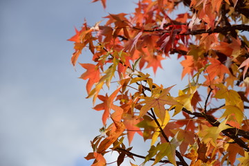 Leuchtendes Herbstlaub, Blätter des Amberbaum