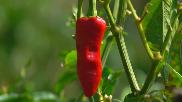 Red pepper